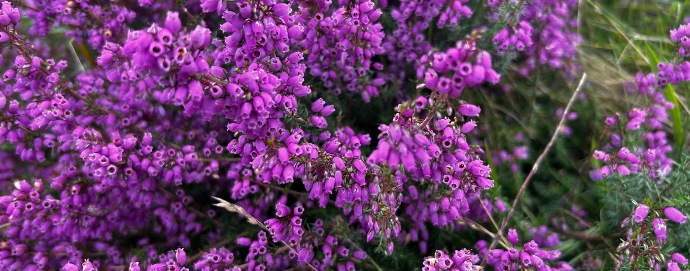 close up of small bell shaped purple flowers: how to hike the hrp