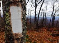 Human Skeletal Remains Found Near Appalachian Trail