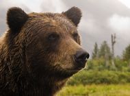 Camper Killed by Grizzly Bear Near Montana's Bob Marshall Wilderness