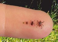 Lyme Disease Vaccine Enters Phase 3 Trials