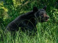Section of Appalachian Trail Closed to Camping Due to Aggressive Bears