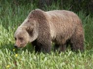 Portion of the CDT Closed After Fatal Grizzly Attack