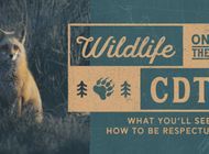 Wildlife on the CDT: What You'll See and How To Be Respectful