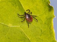 Lyme Disease Vaccine Passes Stage Three Trials