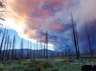 Trump Administration Order Opens Up 59% of US National Forest Land To Logging