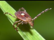 First Case of Rare and Potentially Deadly Tick-Borne Virus Confirmed in New York