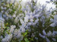 Opinion: I Hate This Roadless Area on the PCT. Help Me Protect It