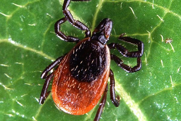 Deer Tick Virus May Be On Rise Near the Appalachian Trail