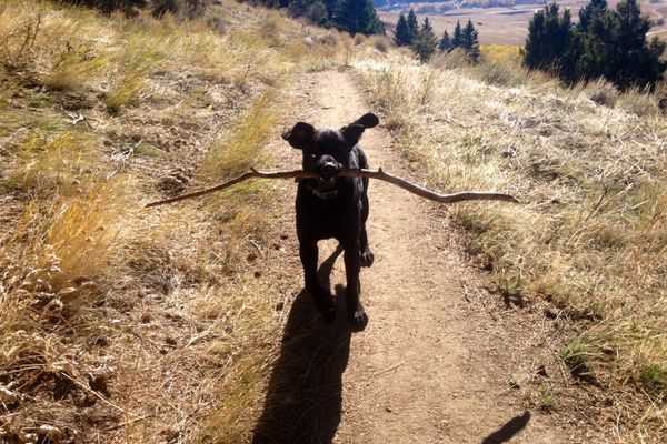 Hiking with the Hound: Doo or Don’t?