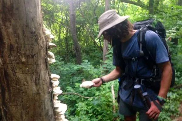 20 Edible Plants and Fungi Youll Find on the Appalachian Trail