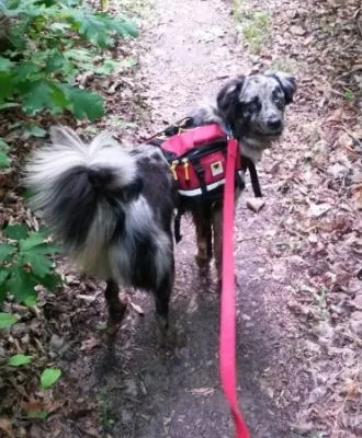 Thru-hiking with a dog