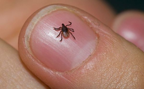 What You Need to Know About Lyme Disease and Deer Ticks on the Appalachian Trail