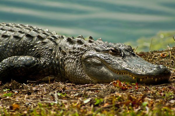 Alligators are Essentially Dinosaurs (or, why I don’t need a gun on the AT)