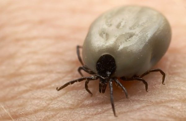 Report: Tick-Transmitted Powassan Virus “Worse Than Lyme Disease”