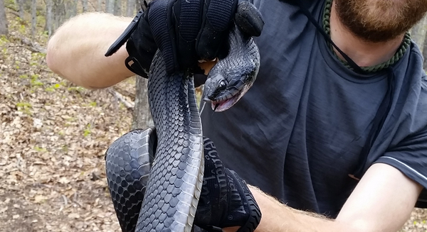 4 Types of Snakes You Will Encounter on the Appalachian Trail