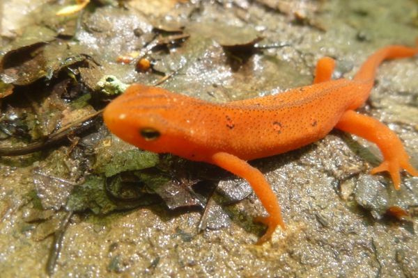 Don’t Tread on Me: The Eastern Newt