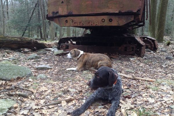 Hiking with dogs