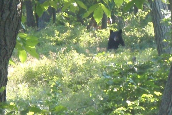 5 Easy Tips to See More Wildlife On Your Thru Hike