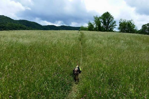 Dogs and Trails