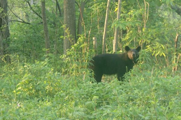 Three Important Black Bear Safety Tips