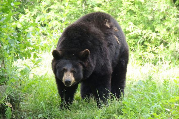 5 Ways to Avoid Being Eaten by Bears
