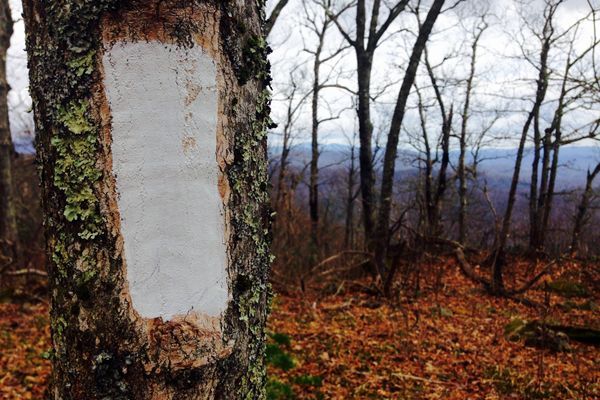 Human Skeletal Remains Found Near Appalachian Trail