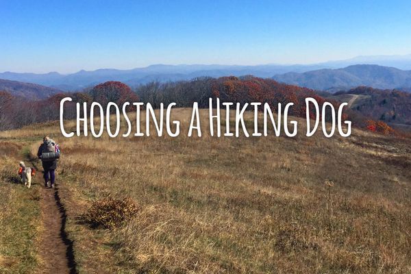 Hiking with Dogs 101: Choosing a Hiking Dog