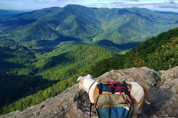 Dogs and The Smokies: What You Need to Know