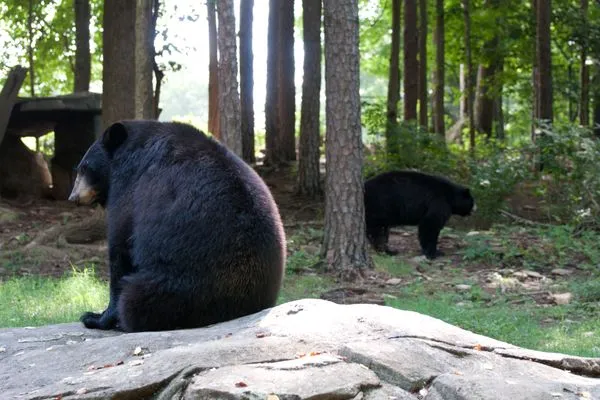 Interview with a Black Bear or Why I Dont Need a Gun!