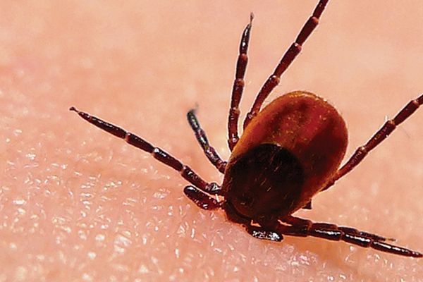 Grim Outlook for 2017 Lyme Disease Forecast in New England