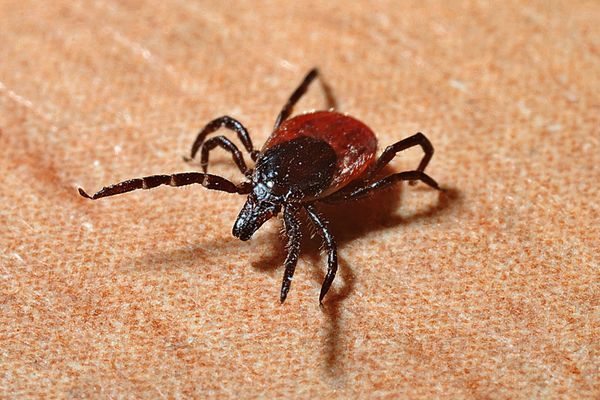 2017 a big year for ticks in the Northeast?