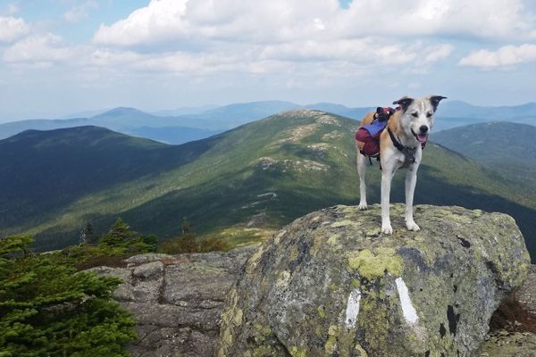 How My Dog Survived a Thru-Hike With Me: Keeping Them Healthy