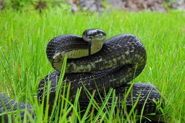 A Love Letter to the Black Snakes of the Appalachian Trail