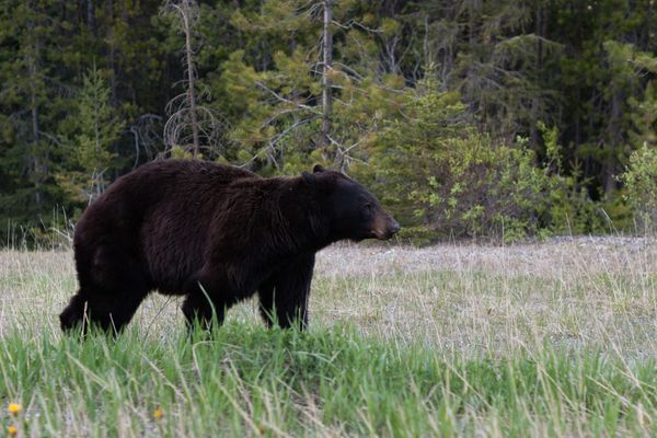 Bears Are Pansies But Don’t Be a Bully.