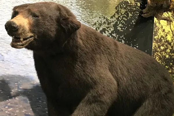Arent You Afraid of the Bears? And Other Frequently Asked Questions