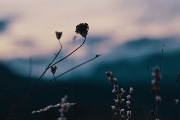 10 Edible Wild Plants and Why They’re Good For You