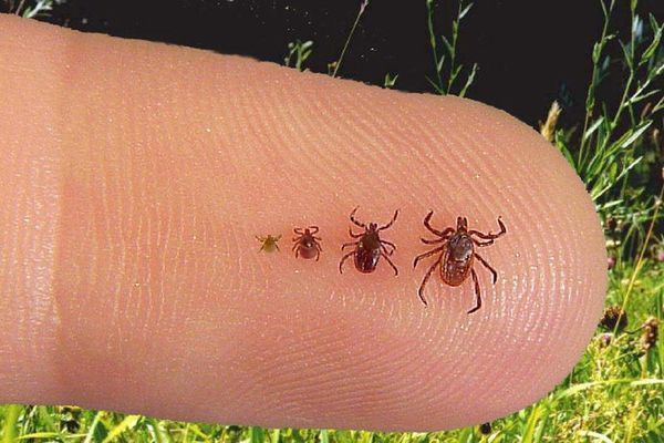 You And Your Dog’s Guide To Avoiding Tick-Borne Illnesses