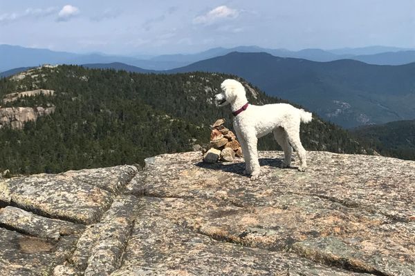 Pros and Cons of Canine Companionship on the Trail