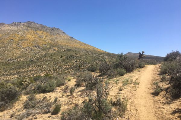 PCT Section F Update