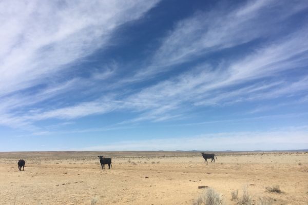 A Comparison of Cows and Hikers