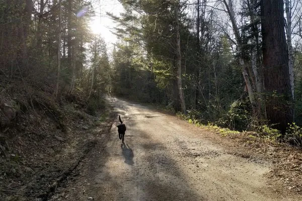 Teaching Your Puppy the Joy of Hiking: Training Basics