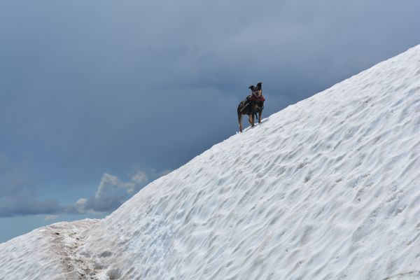 Considerations Before Taking Your Dog on Your Thru-Hike