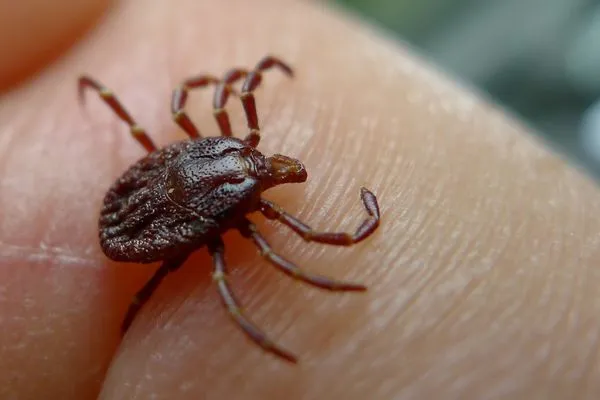 Tick Season Is Approaching, Here’s What You Need to Know