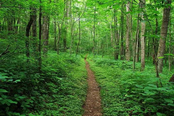 72-Year-Old Hiker Killed by Falling Tree on Appalachian Trail