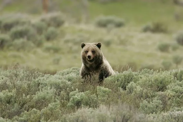Federal Judge Blocks Grizzly Hunt in Yellowstone