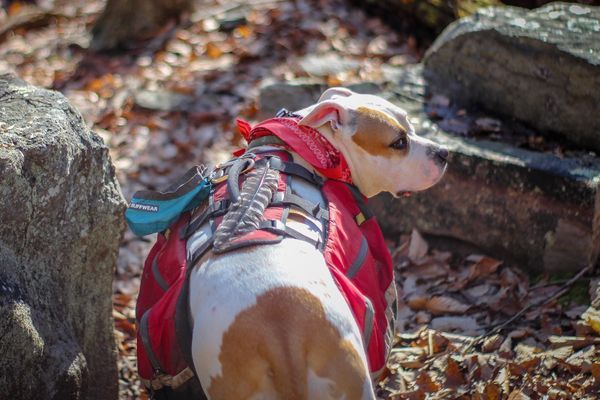 A Different Kind of Gear List (My Dog’s)