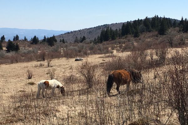 Wild Ponies, Hiker Hunger, and the Beauty of Virginia