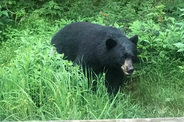 AT Hikers Now Required to Use Bear Containers, Bear Hangs in Most of Vermont
