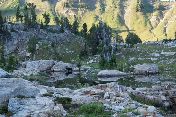 Wildlife Safety on the Great Divide Trail