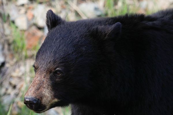 The Case for Bear Canisters on the Appalachian Trail